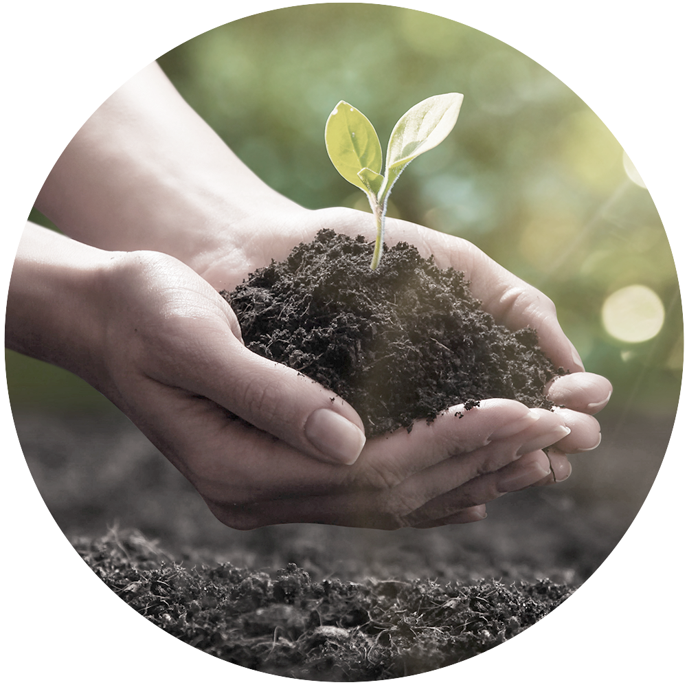 Hands are cupped, holding soil with a small plant growing in it.