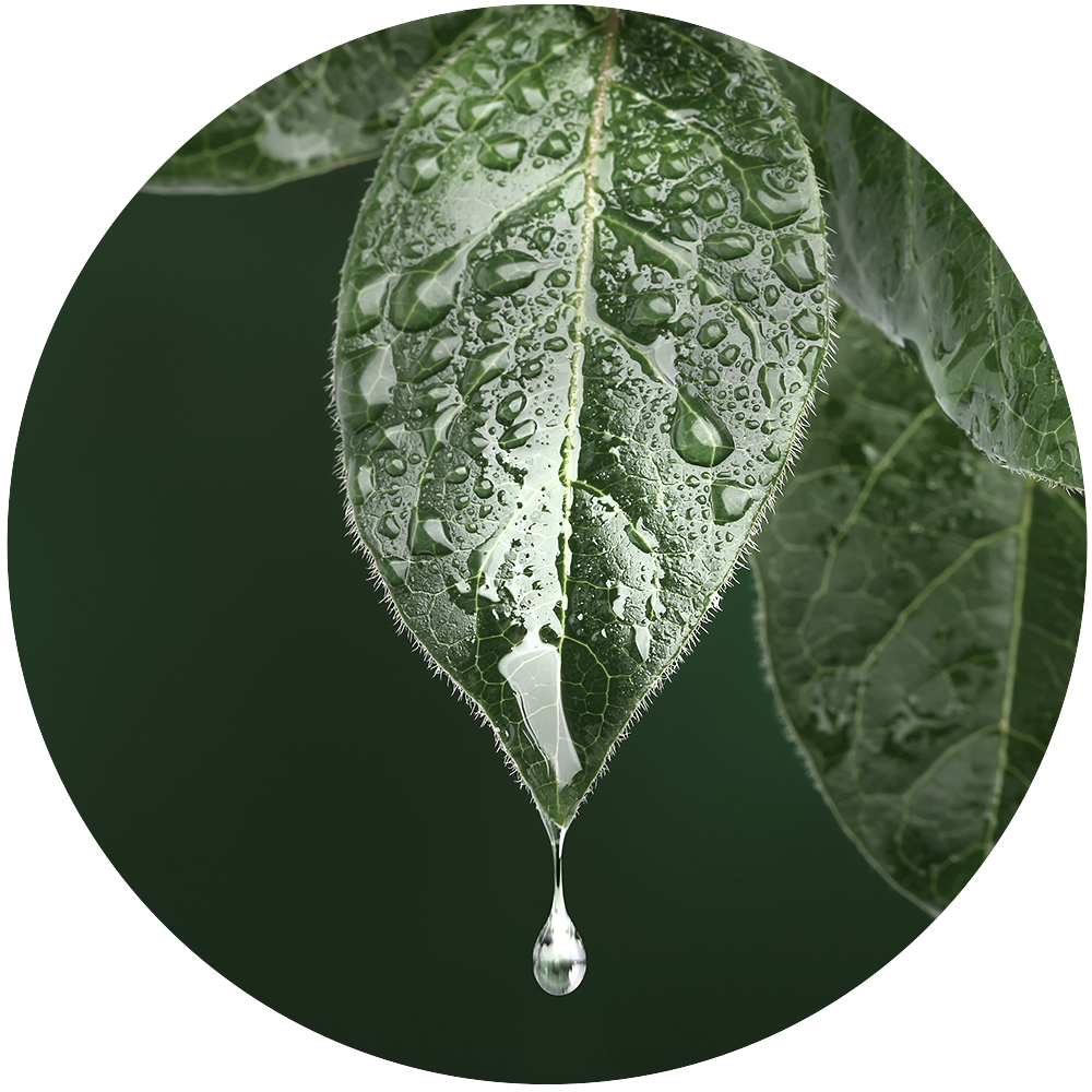 wet leaf